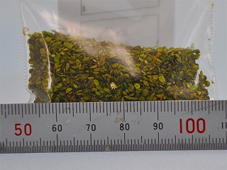 【再入荷】116 小さい緑の葉