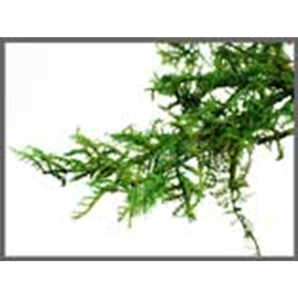 【再入荷】MT004 針葉樹の葉